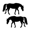 A set of silhouettes of horses isolated on a white background. Royalty Free Stock Photo